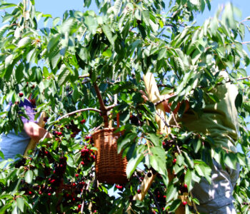 Zwei Picker ernten Kirschen