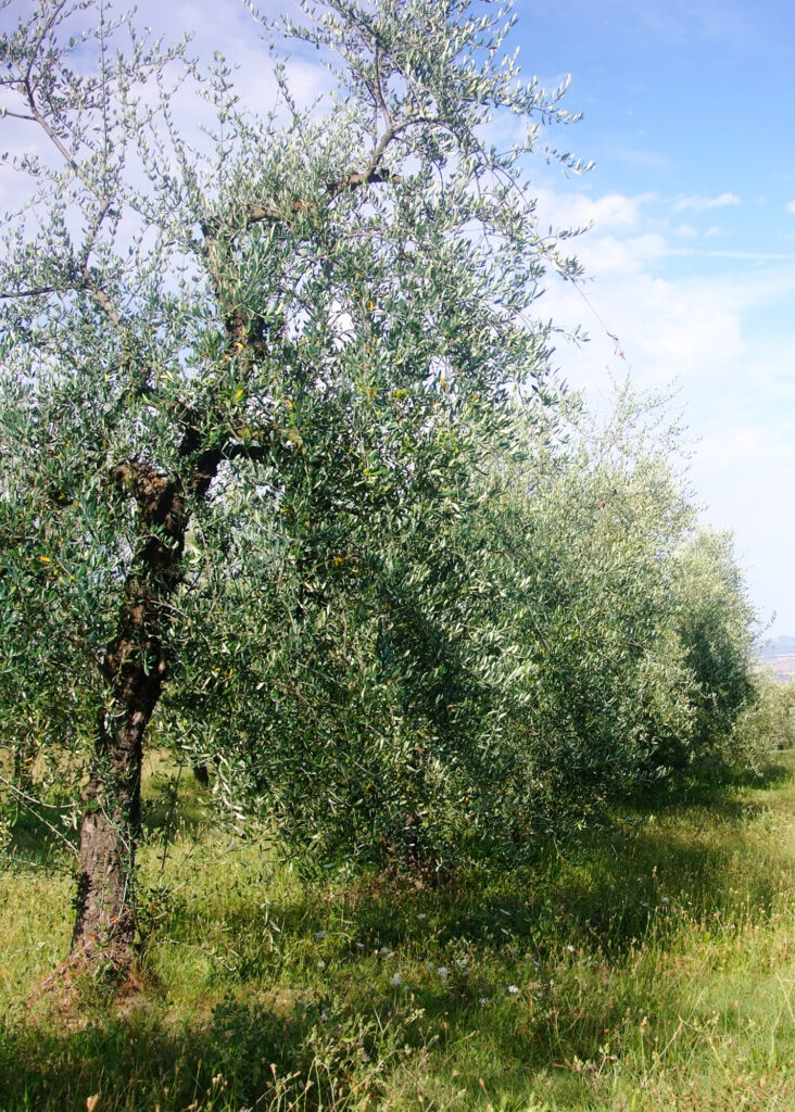 Das wunderschöne Orcia-Tal im Süden der Toskana