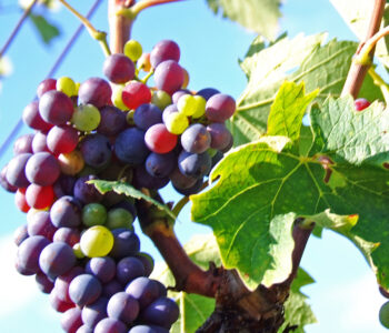 Das wunderschöne Orcia-Tal im Süden der Toskana: hier die Hoftraube Sangiovese auf Podere il Casale