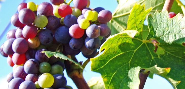 Das wunderschöne Orcia-Tal im Süden der Toskana: hier die Hoftraube Sangiovese auf Podere il Casale