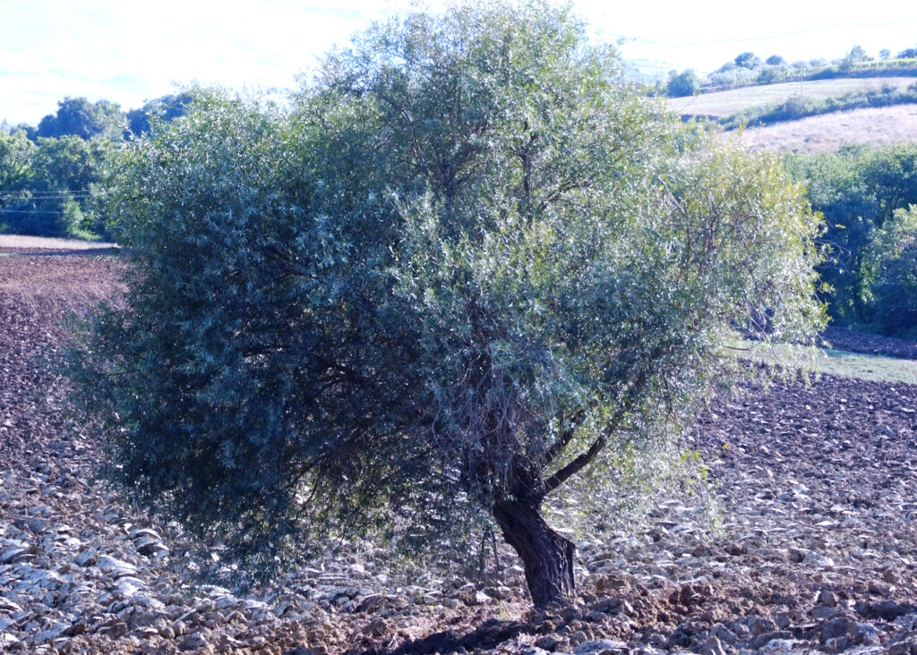 Das wunderschöne Orcia-Tal im Süden der Toskana