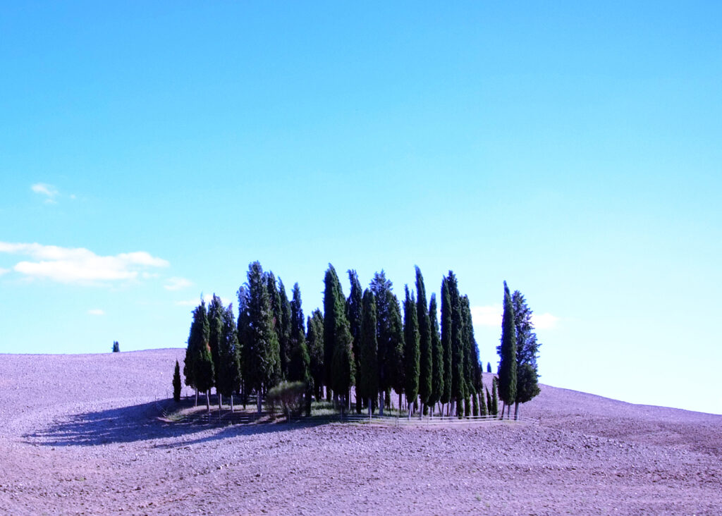 Ansammlung von Pappeln im Orcia-Tal, Toskana