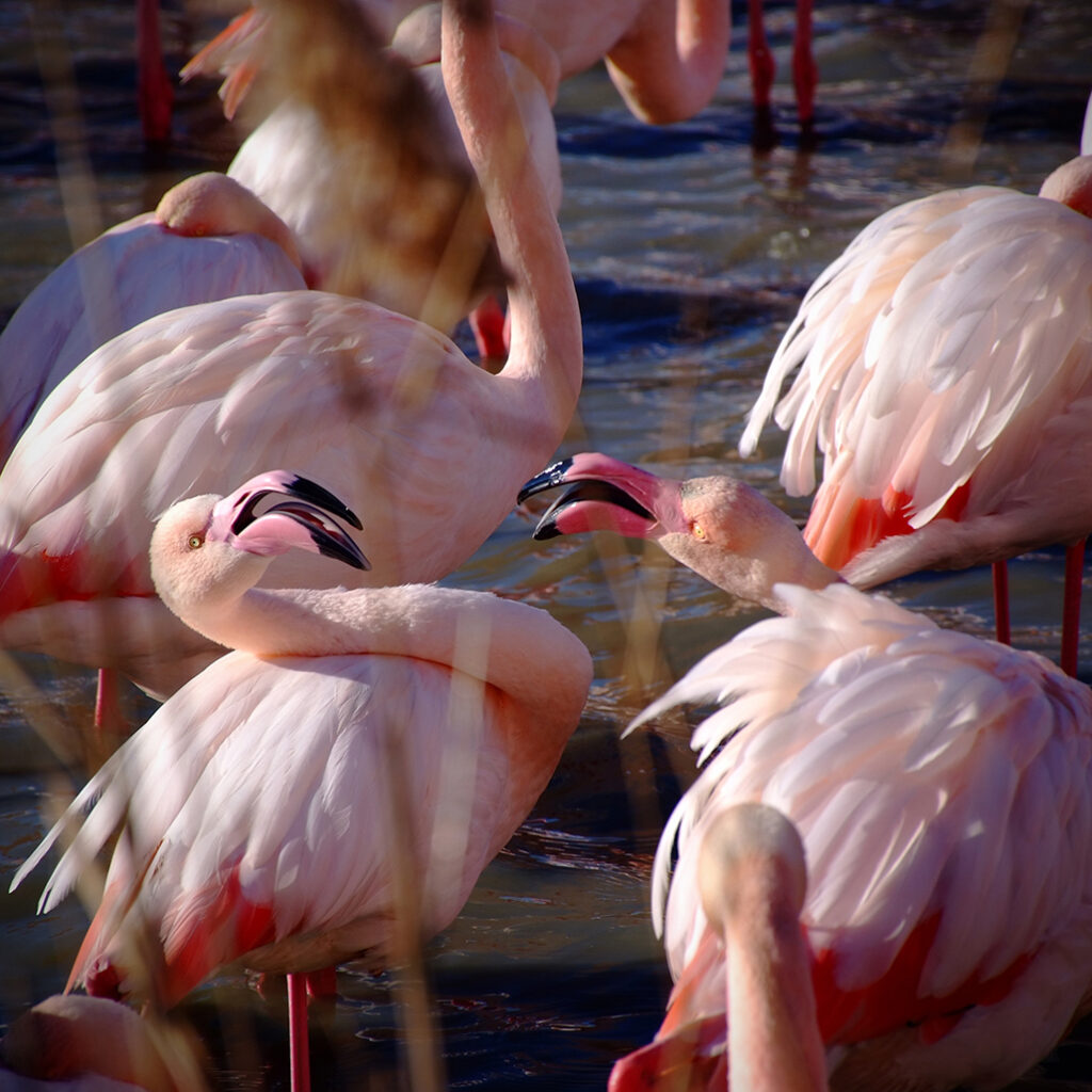 Photography Dreams | South of France photographs - Flamingos