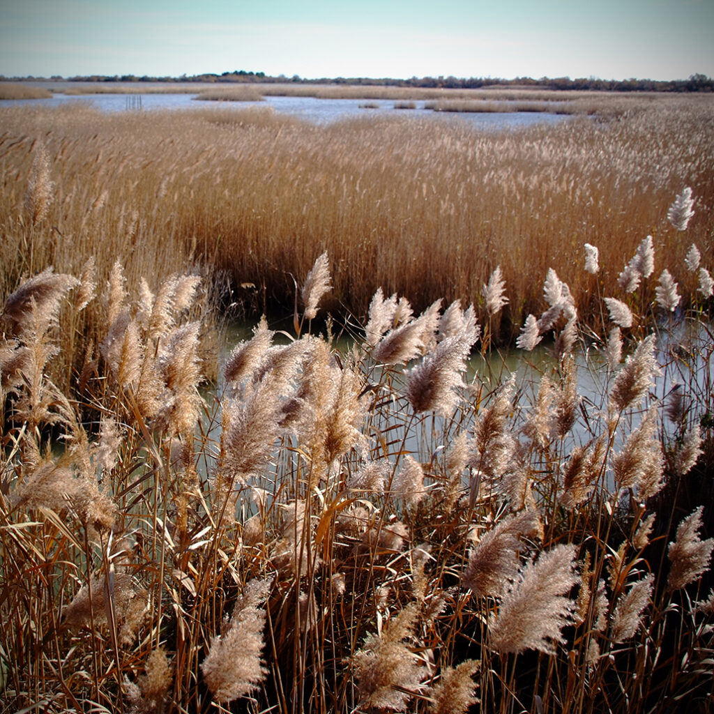 Photography Dreams | South of France photographs - Schilfgras