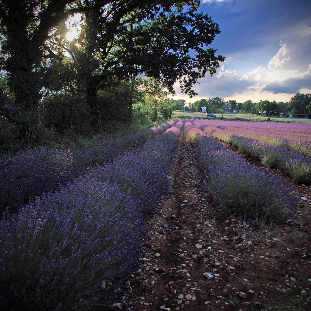 Photography Dreams | South of France photographs - Barjac & Surroundings