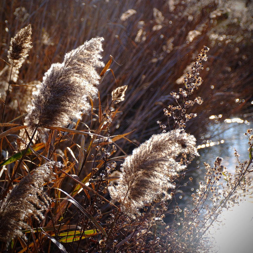 Photography Dreams | South of France photographs - Schilfgras