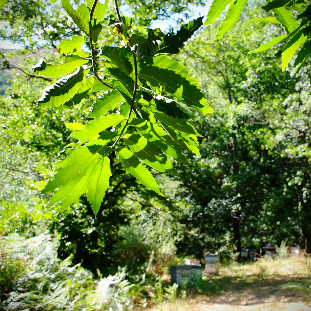 Photography Dreams | South of France photographs - Cevennen Im Tal der schwarzen Bienen