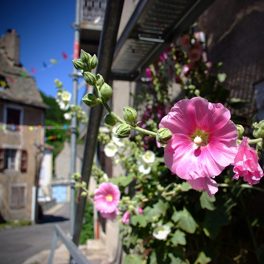 Photography Dreams | South of France photographs - Cevennen Stockrose