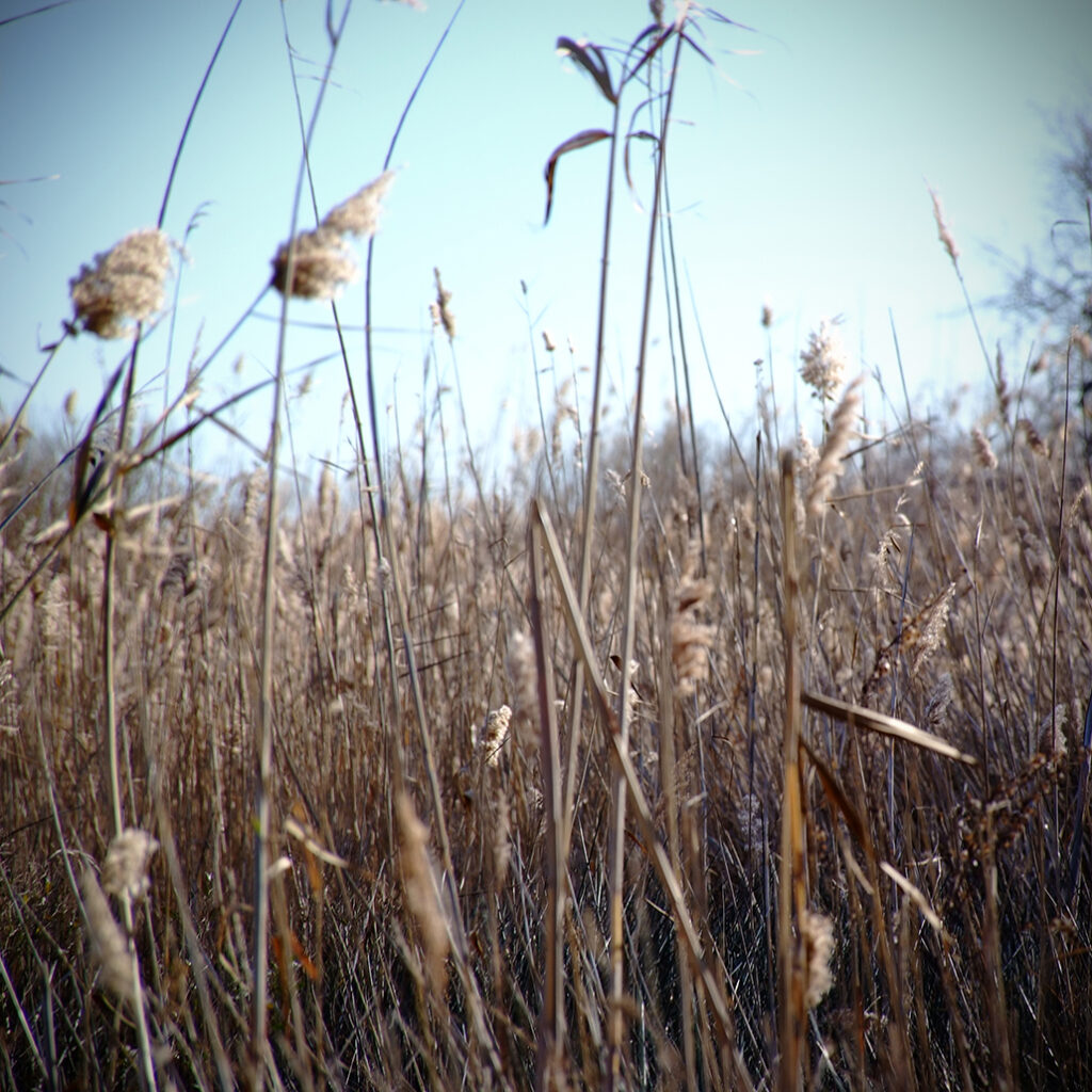 Photography Dreams | South of France photographs - Schilfgras