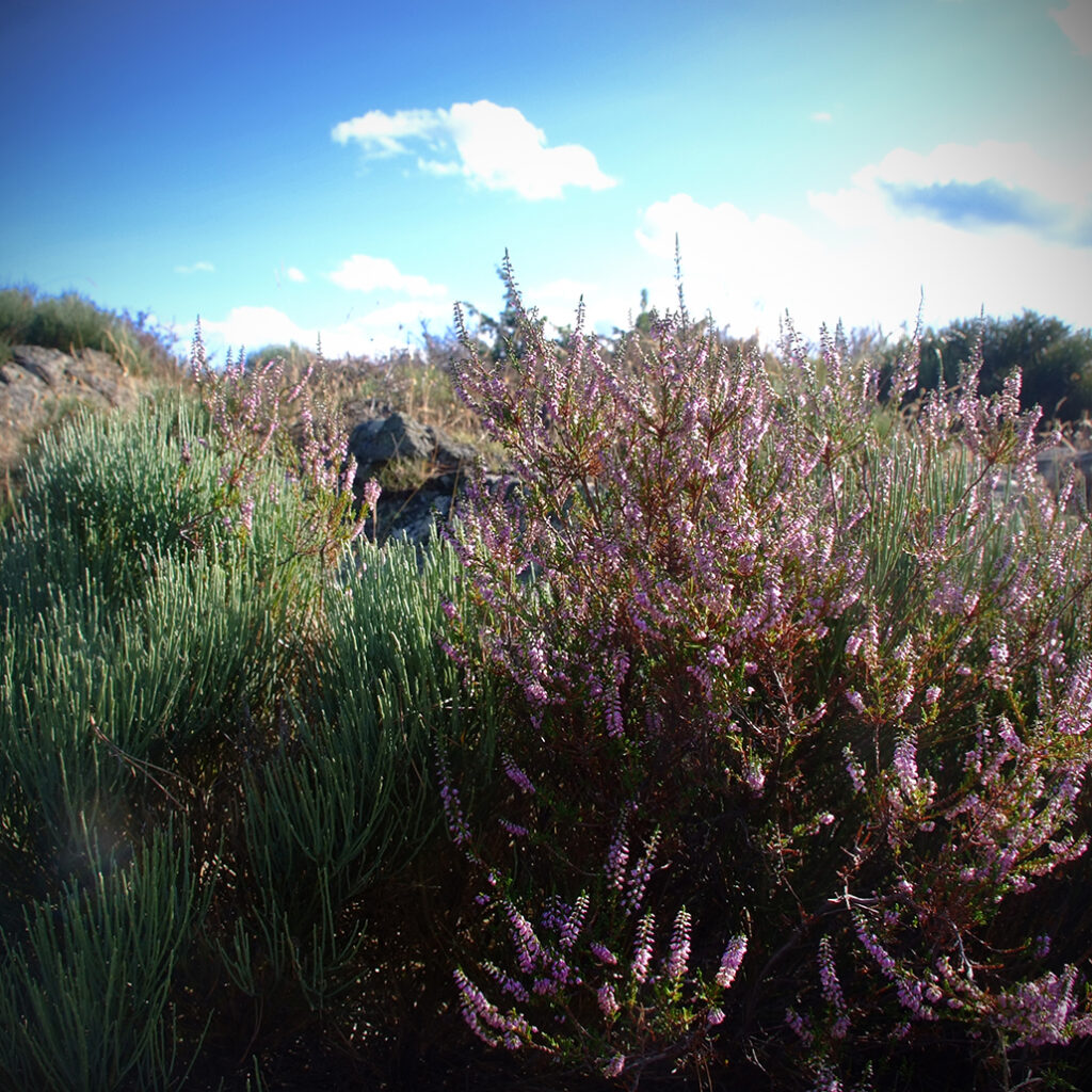 Photography Dreams | South of France photographs - Cevennen Heidekraut