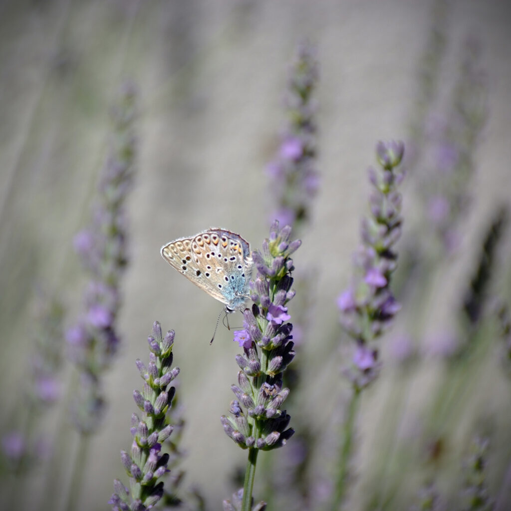 Photography Dreams | South of France photographs - Cevennen Schmetterling und Lavendel