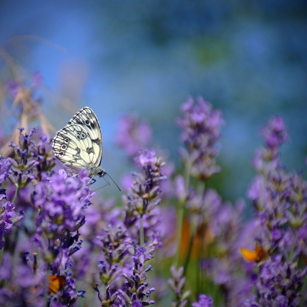 Photography Dreams | South of France photographs - Cevennen Schmetterling und Lavendel