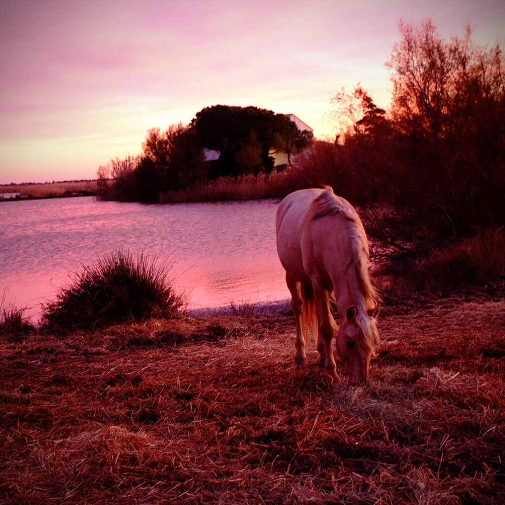 Photography Dreams | South of France photographs - Camarguepferd