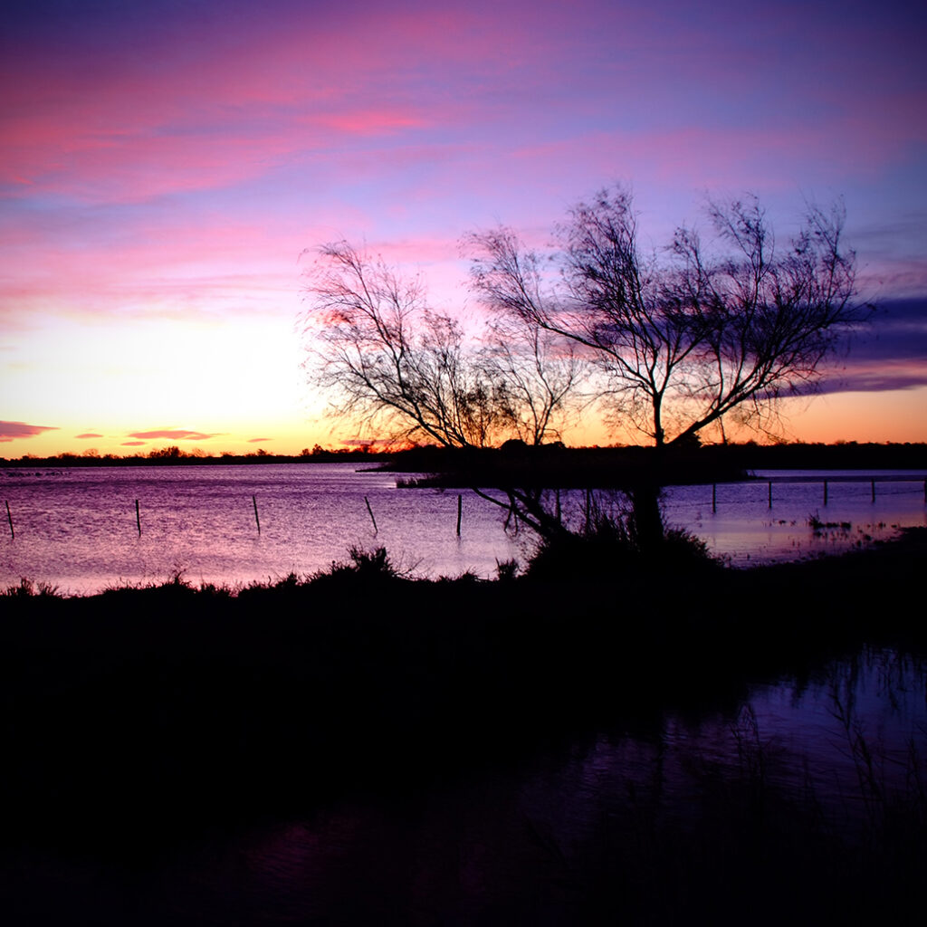 Photography Dreams | South of France photographs - Tamariske am Etang