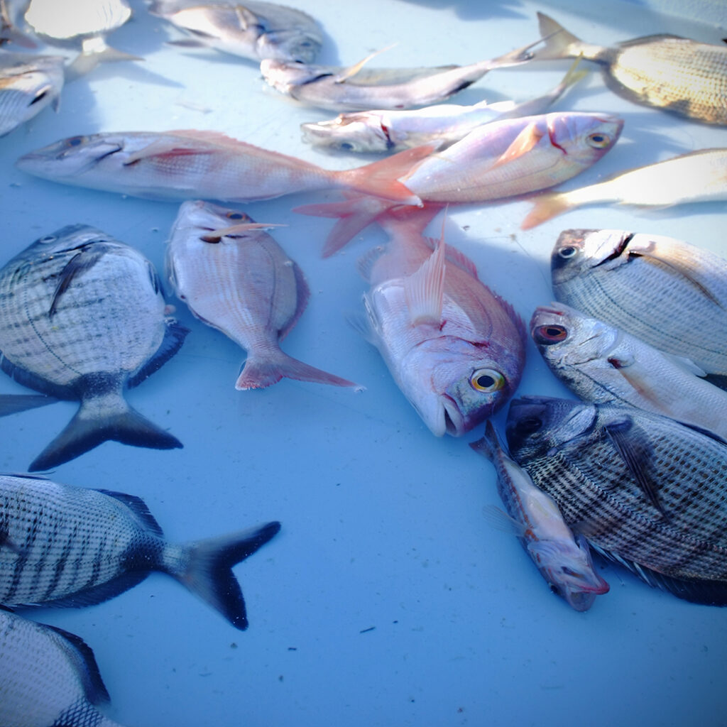 Photography Dreams | South of France photographs - Marseille Fischmarkt Alter Hafen