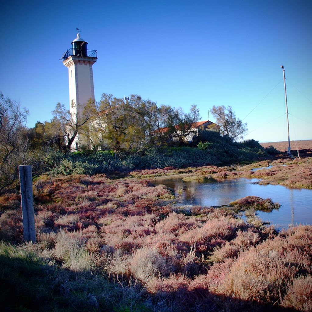 Photography Dreams | South of France photographs - Leuchtturm mit Tamarisken und Queller