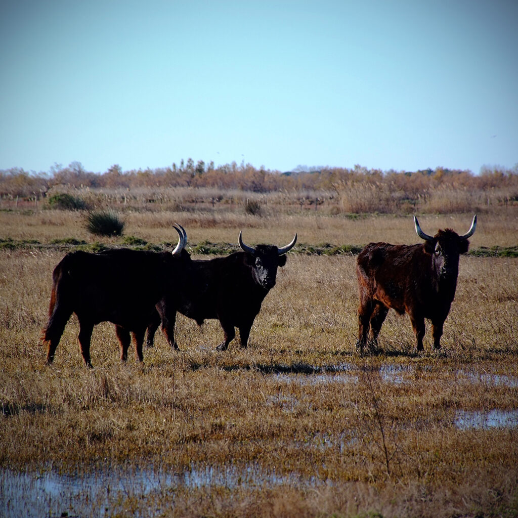 Photography Dreams | South of France photographs - Rinder der Camargue