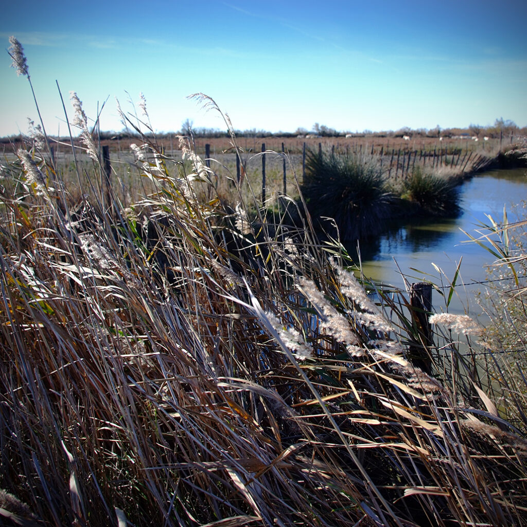 Photography Dreams | South of France photographs - Schilfgras