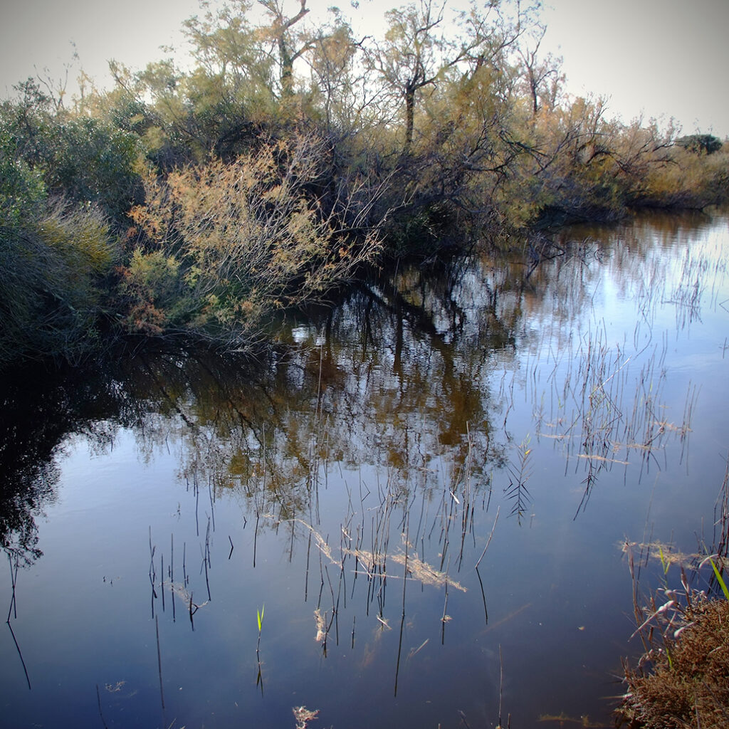 Photography Dreams | South of France photographs - Am Etang