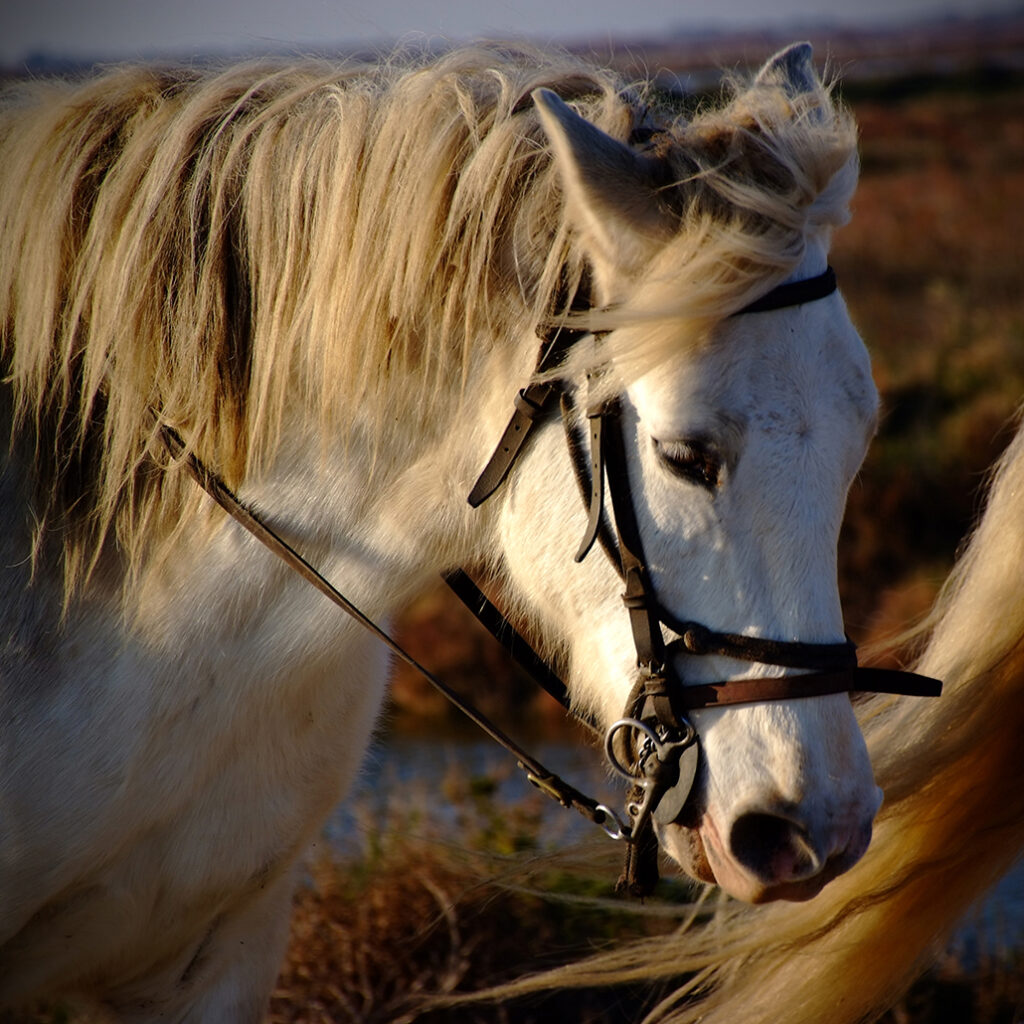 Photography Dreams | South of France photographs - Camarguepferd