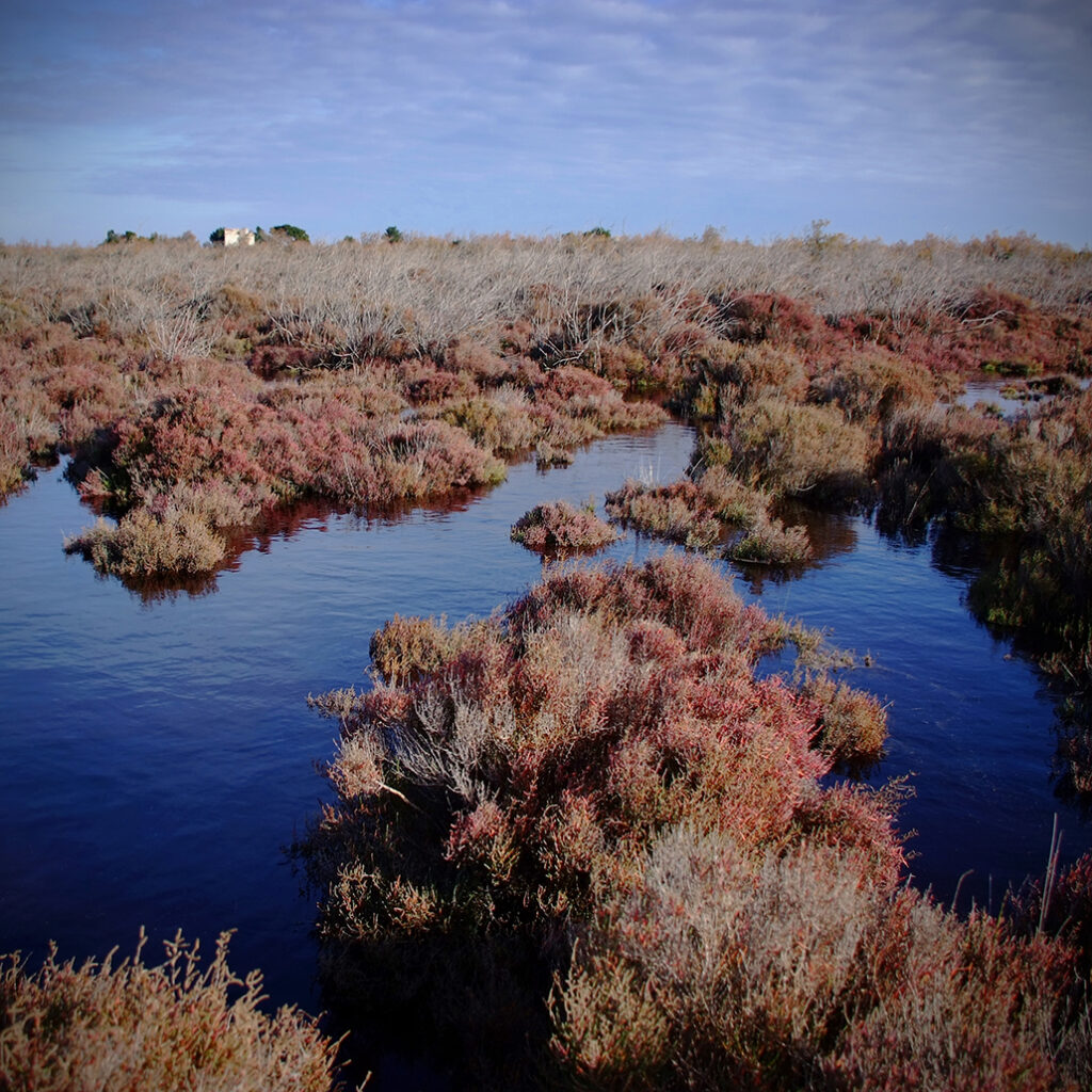 Photography Dreams | South of France photographs - Am Etang