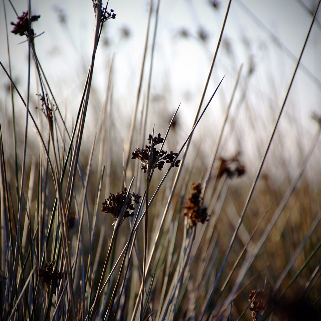 Photography Dreams | South of France photographs - Binsen