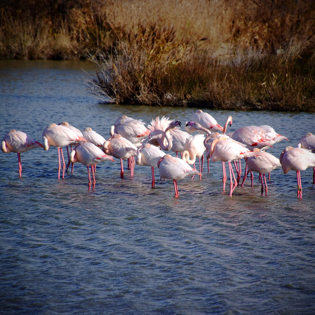 Photography Dreams | South of France photographs - Flamingos