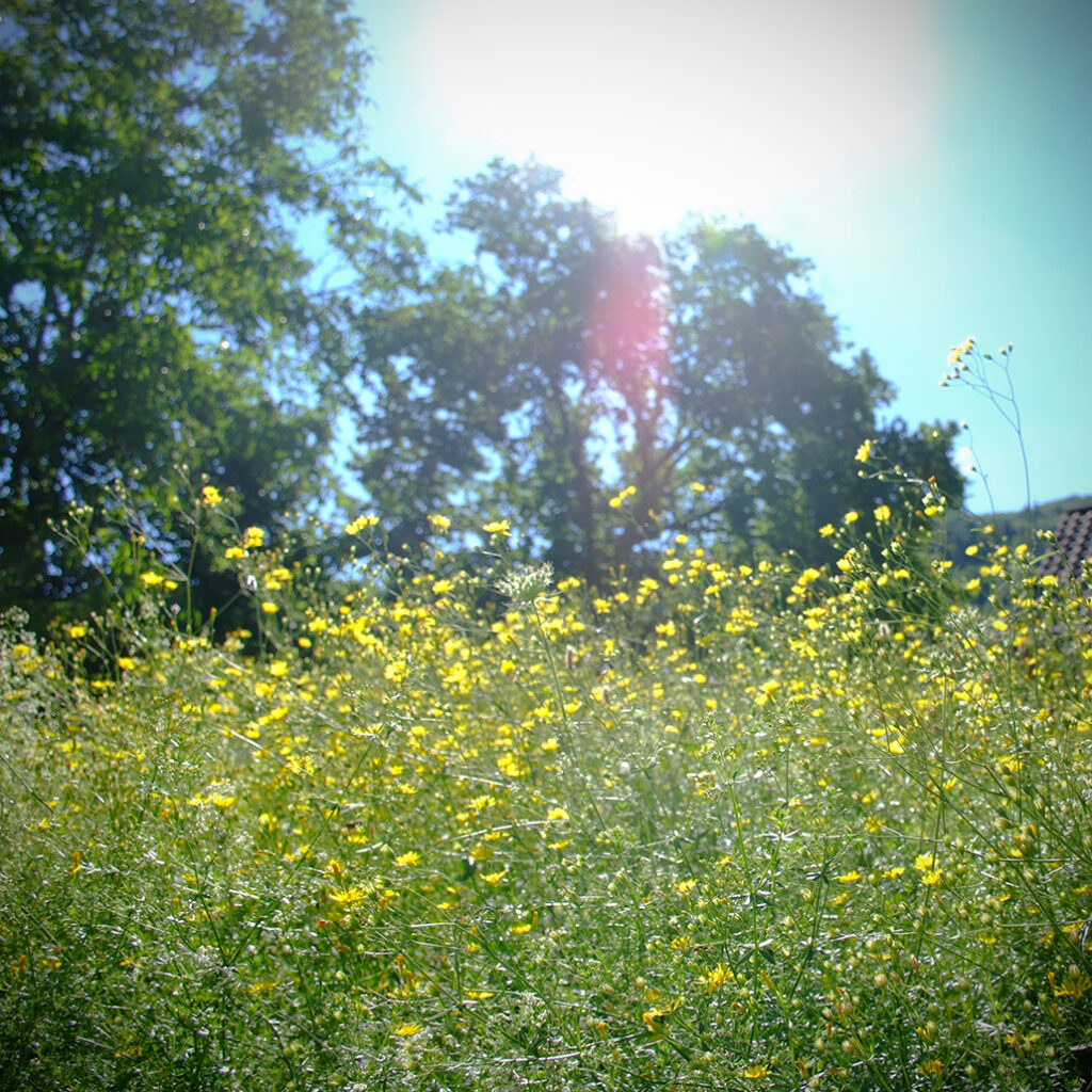 Cevennen-29 Photography Dreams | South of France photographs - Cevennen - Blumenwiese