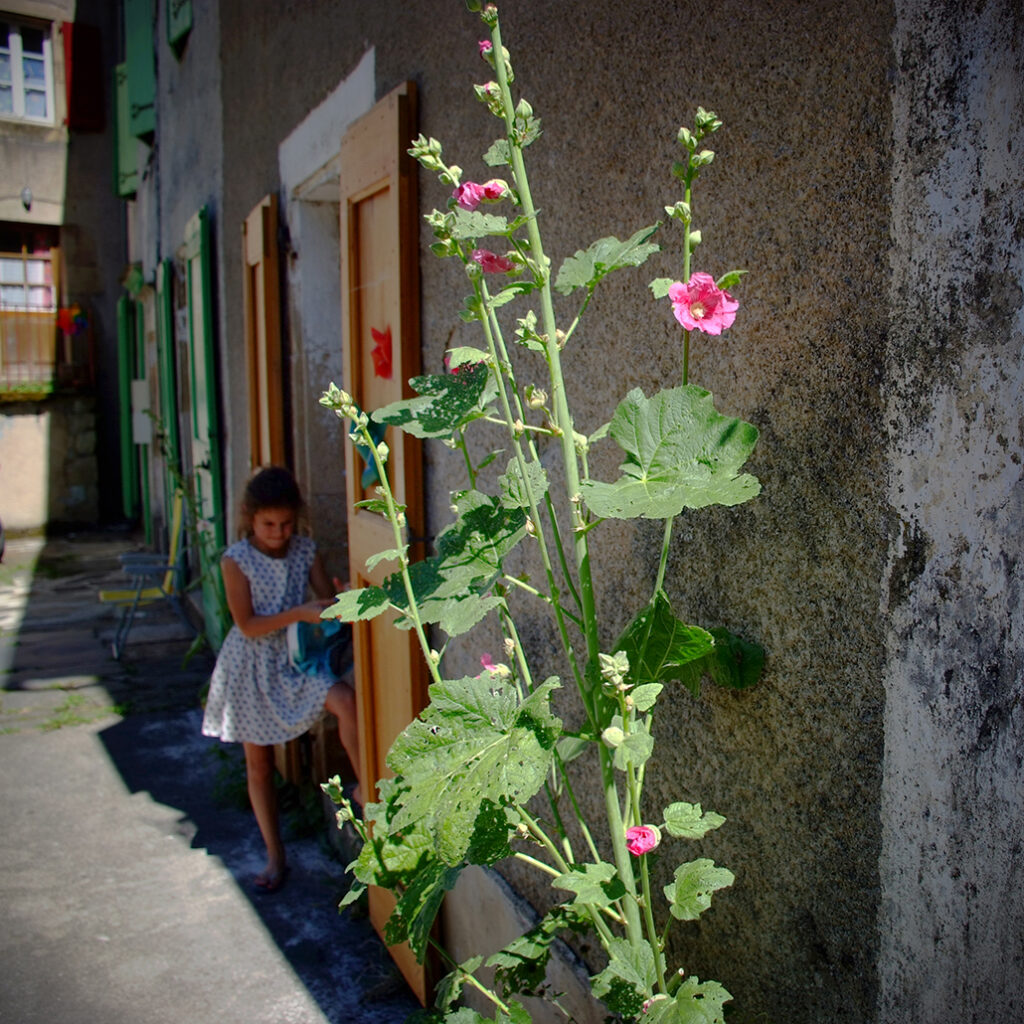 Cevennen-39 Photography Dreams | South of France photographs - Cevennen - Immer wieder Stockrosen