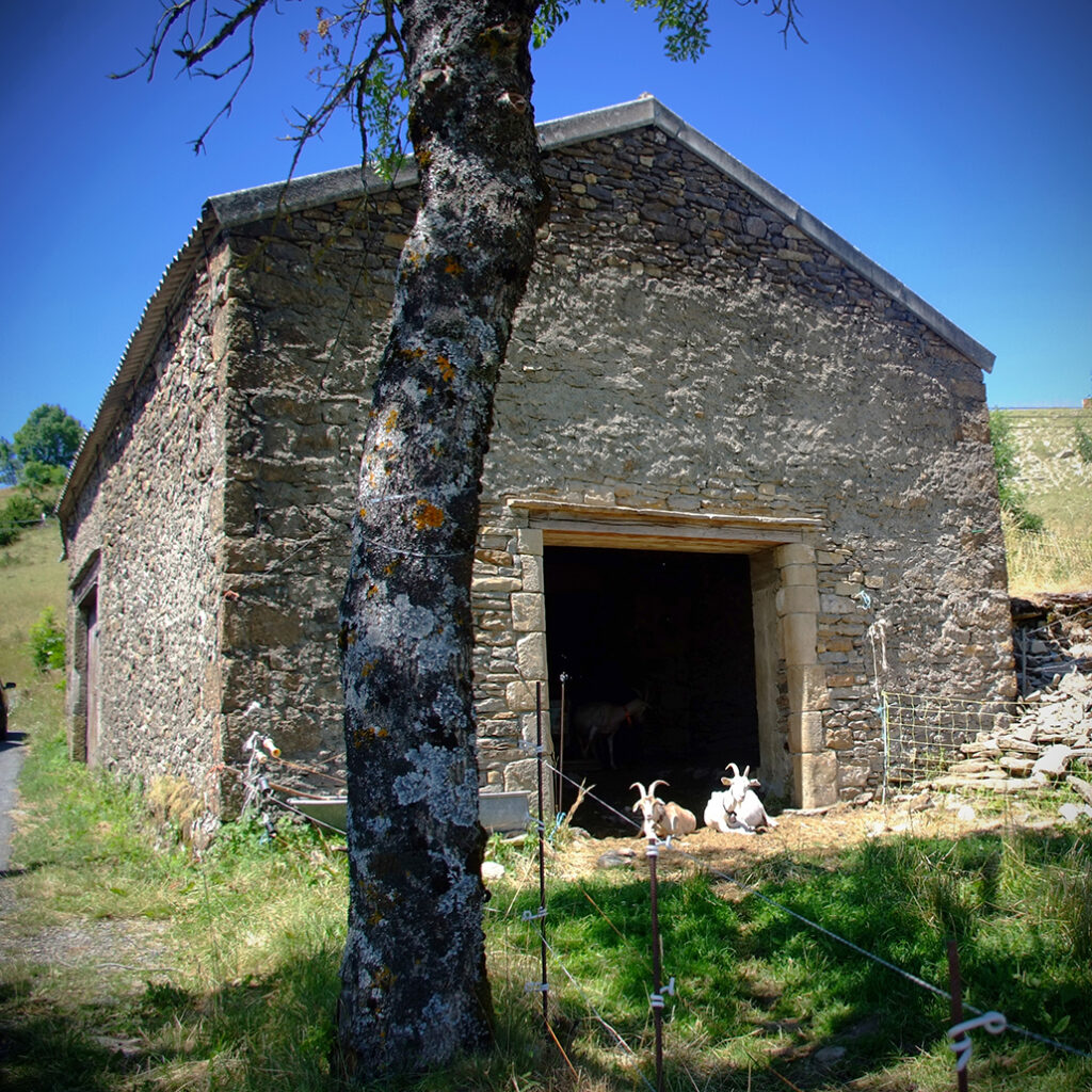 Cevennen-48 Photography Dreams | South of France photographs - Cevennen - Steinhaus mit Ziegen auf der Causse