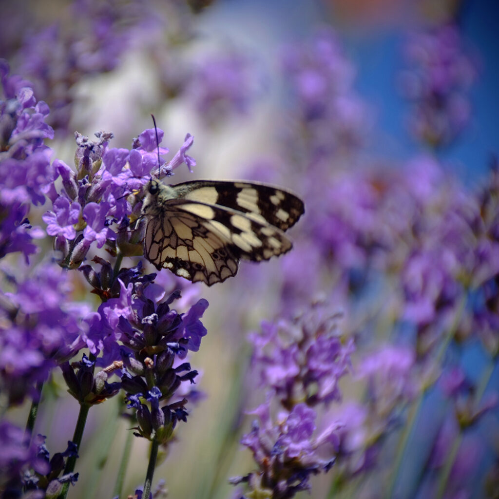 Cevennen-53 Photography Dreams | South of France photographs - Cevennen - Schmetterling im Lavendel auf der Causse