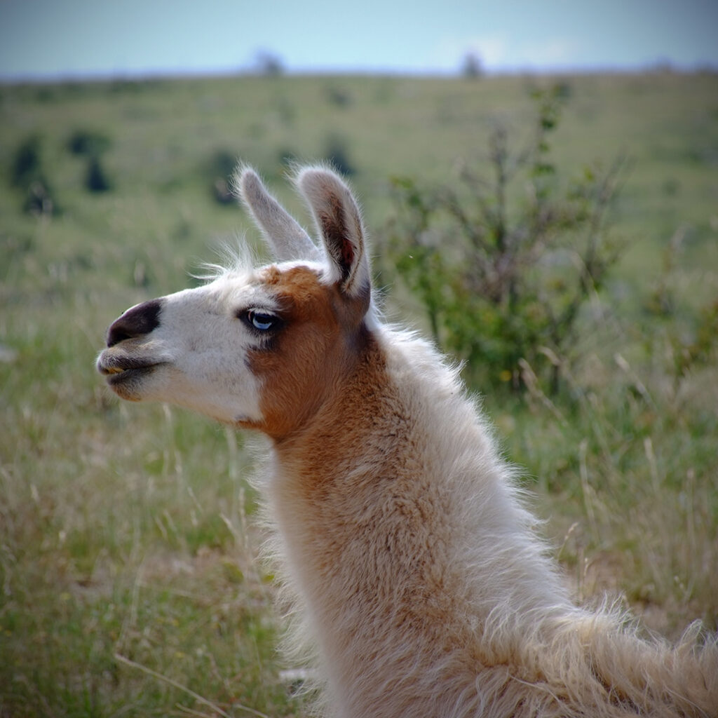 Cevennen-68 Photography Dreams | South of France photographs - Cevennen - Ein Lama auf der Causse