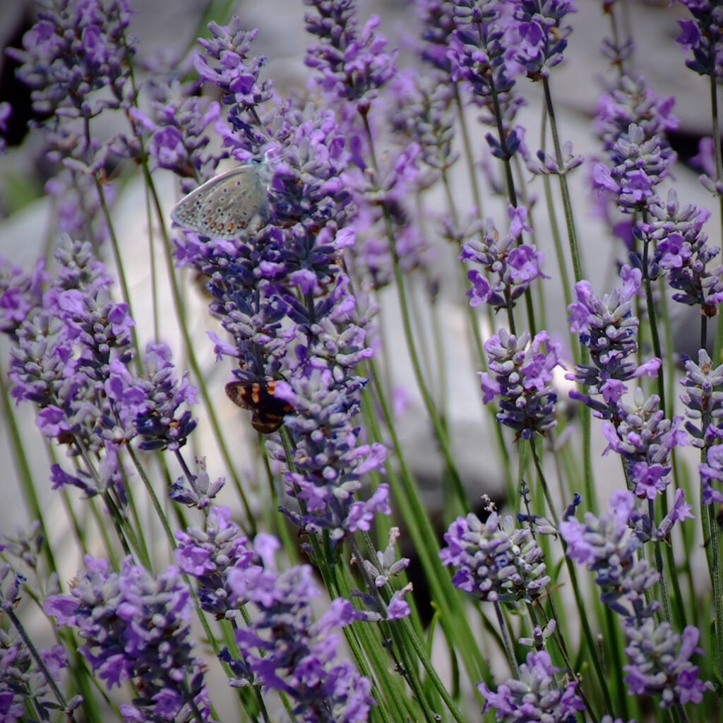 Cevennen-71 Photography Dreams | South of France photographs - Cevennen - Schmetterlinge im wilden Lavendel auf der Causse