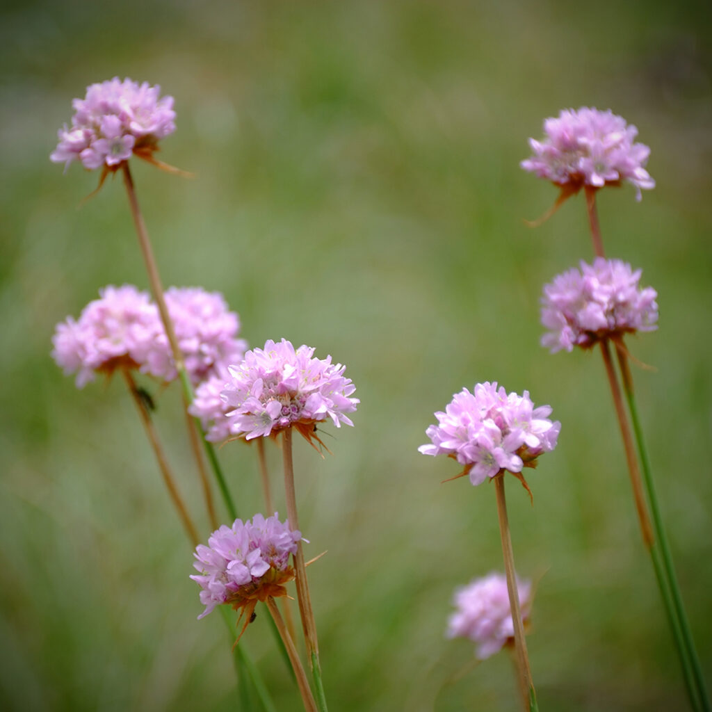 Cevennen-72 Photography Dreams | South of France photographs - Cevennen - Wiesenblumen auf der Causse