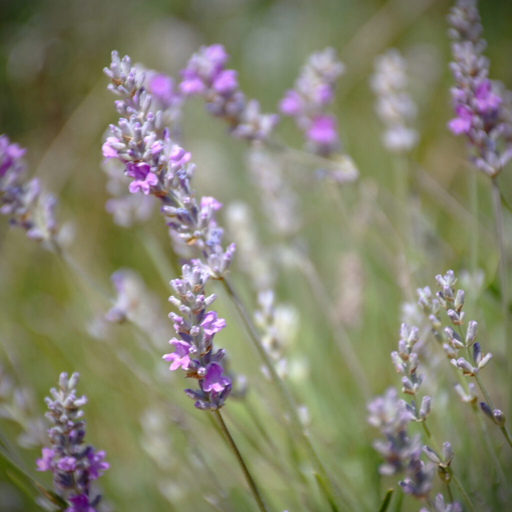 Cevennen-73 Photography Dreams | South of France photographs - Cevennen - Wilder Lavendel