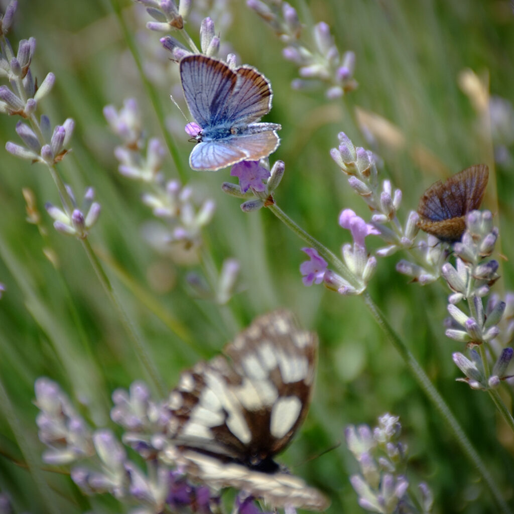 Cevennen-74 Photography Dreams | South of France photographs - Cevennen - Schmetterlinge im Lavendel