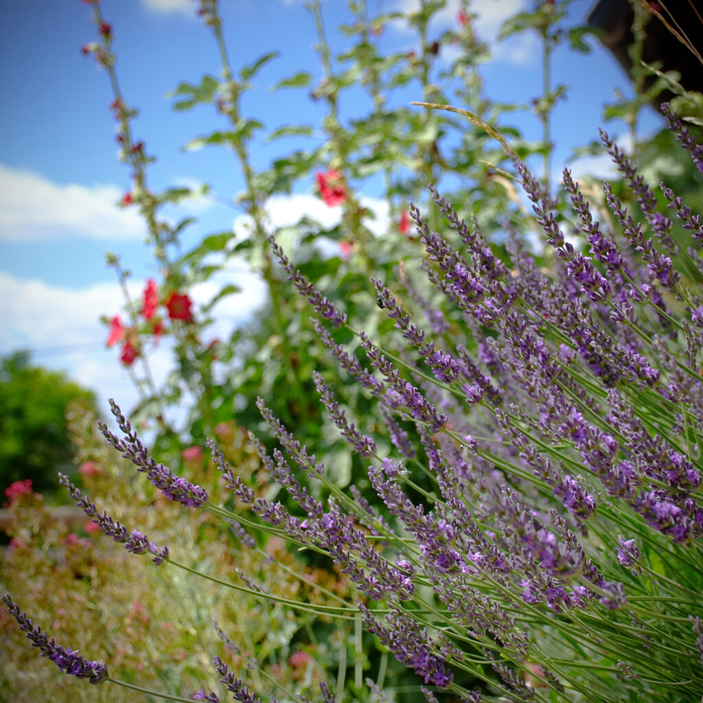 Cevennen-80 Photography Dreams | South of France photographs - Cevennen Auf der Causse - Lavendel vor Stockrosen