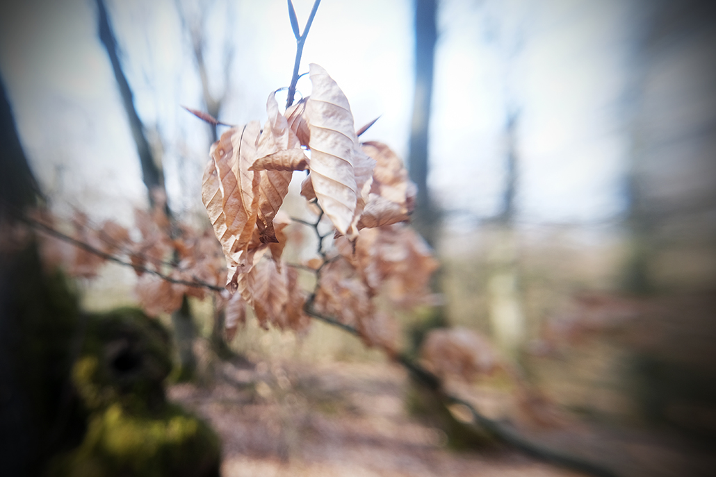astwerk 018 Photography Dreams | woods photographs - Blattwerk - Hessen