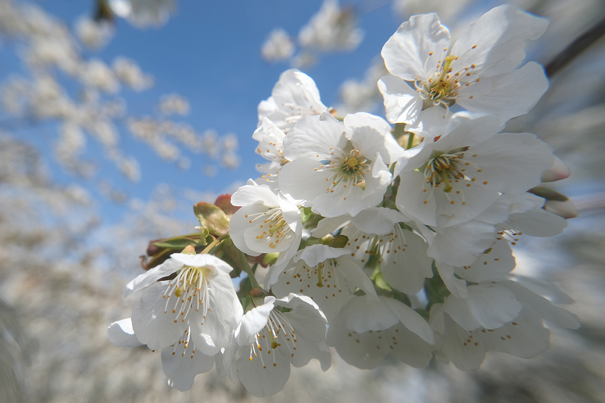 kirschenblüte 7 Photography Dreams | nature photographs - Kirschenblüte - Ockstadt