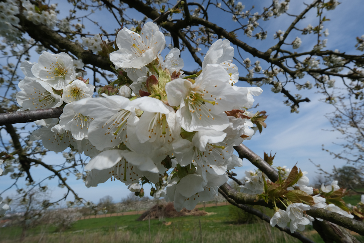 kirschenblüte 25 Photography Dreams | nature photographs - Kirschenblüte - Ockstadt