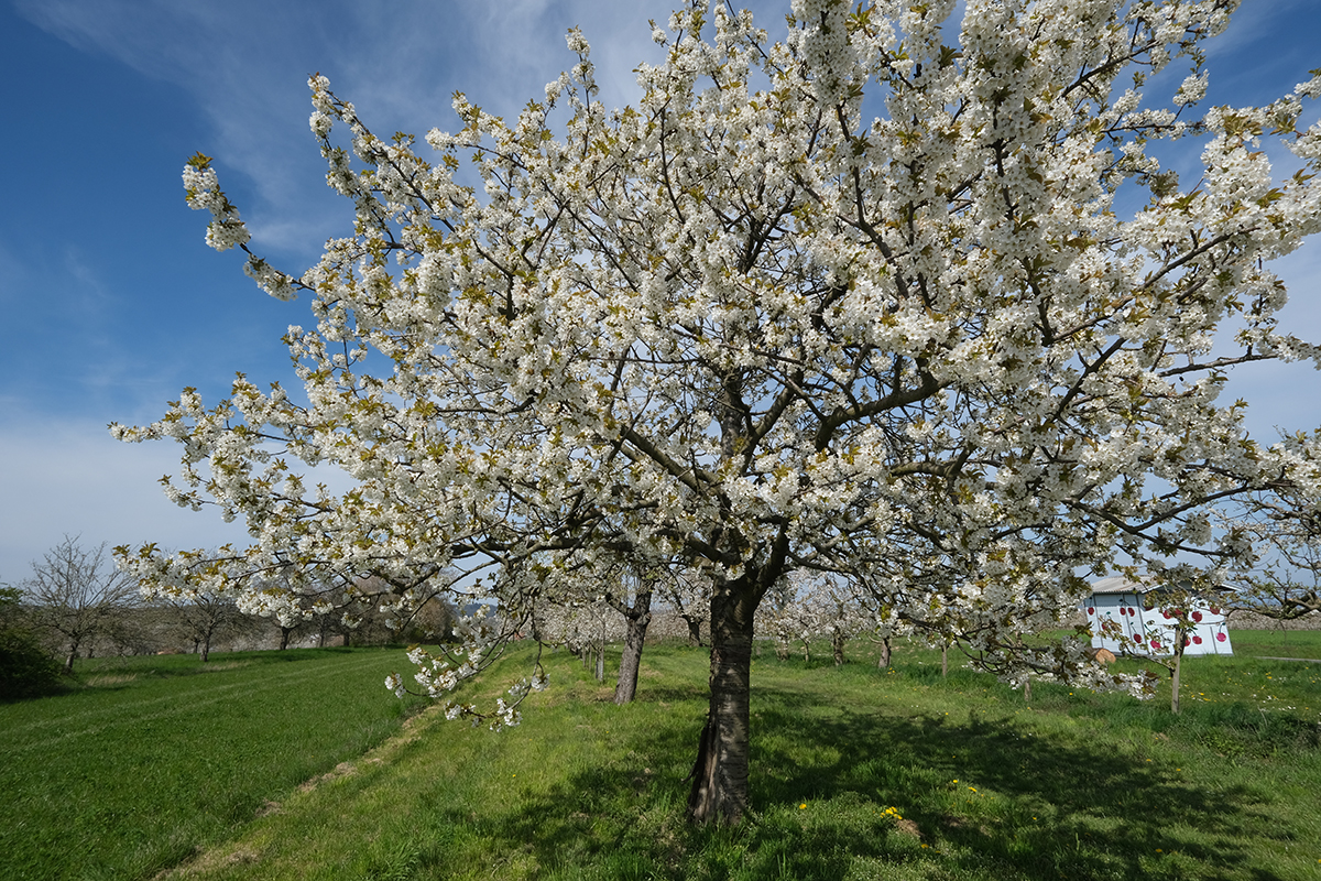 kirschenblüte 44 Photography Dreams | nature photographs - Kirschenblüte - Ockstadt