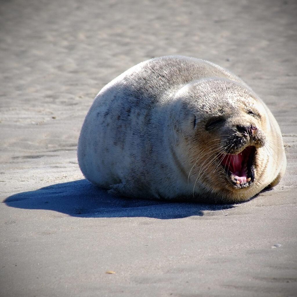 juist 73 Photography Dreams | nature photographs - Juist - Nordsee