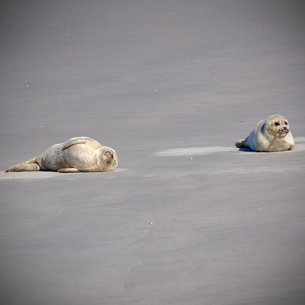 juist 81 Photography Dreams | nature photographs - Juist - Nordsee