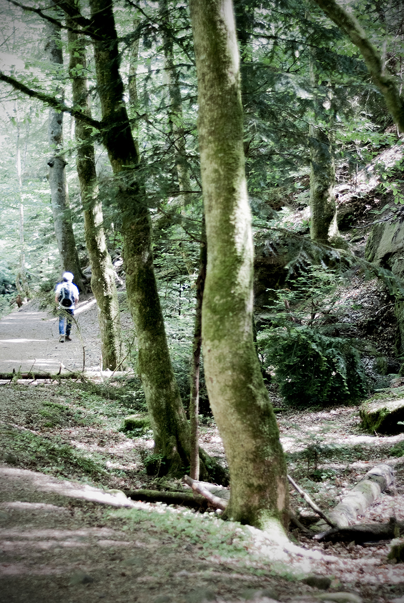 monbachtal 20 Photography Dreams | nature photographs - Monbachtal - Bad Liebenzell