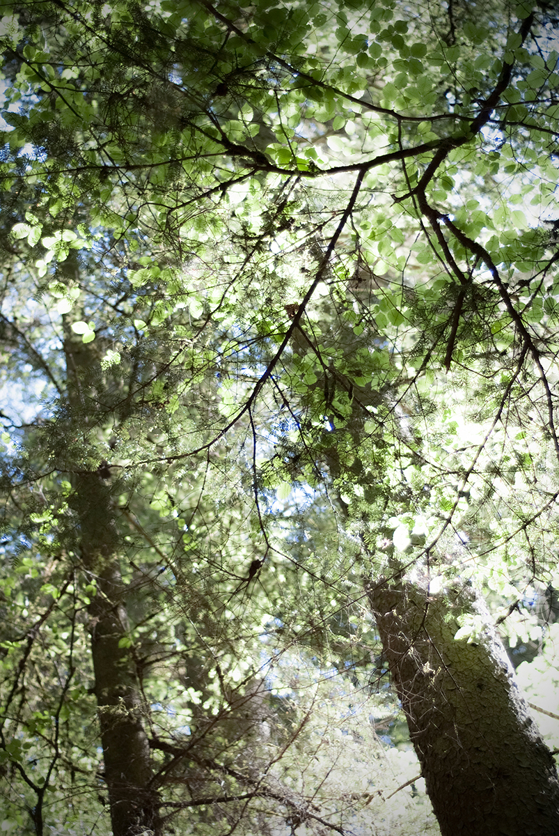 monbachtal 39 Photography Dreams | nature photographs - Monbachtal - Bad Liebenzell