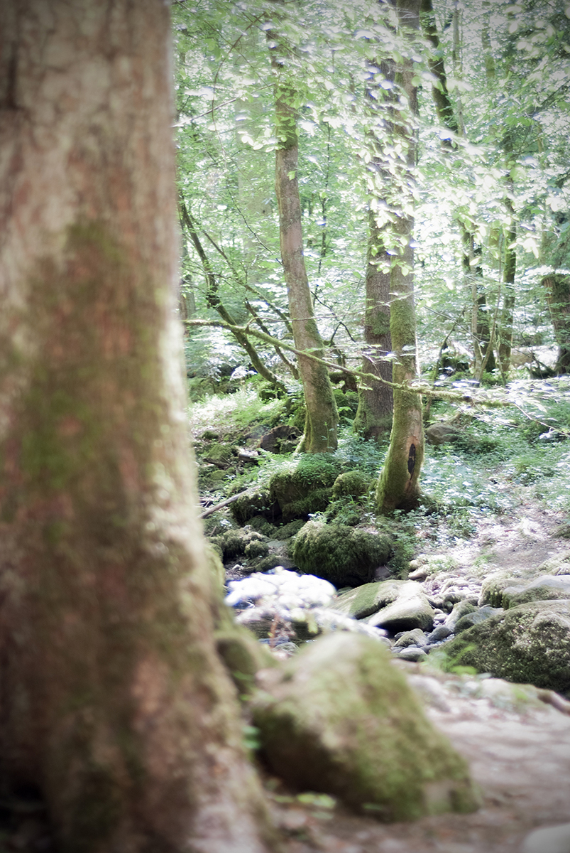 monbachtal 41 Photography Dreams | nature photographs - Monbachtal - Bad Liebenzell