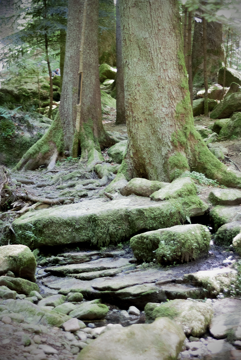 monbachtal 61 Photography Dreams | nature photographs - Monbachtal - Bad Liebenzell