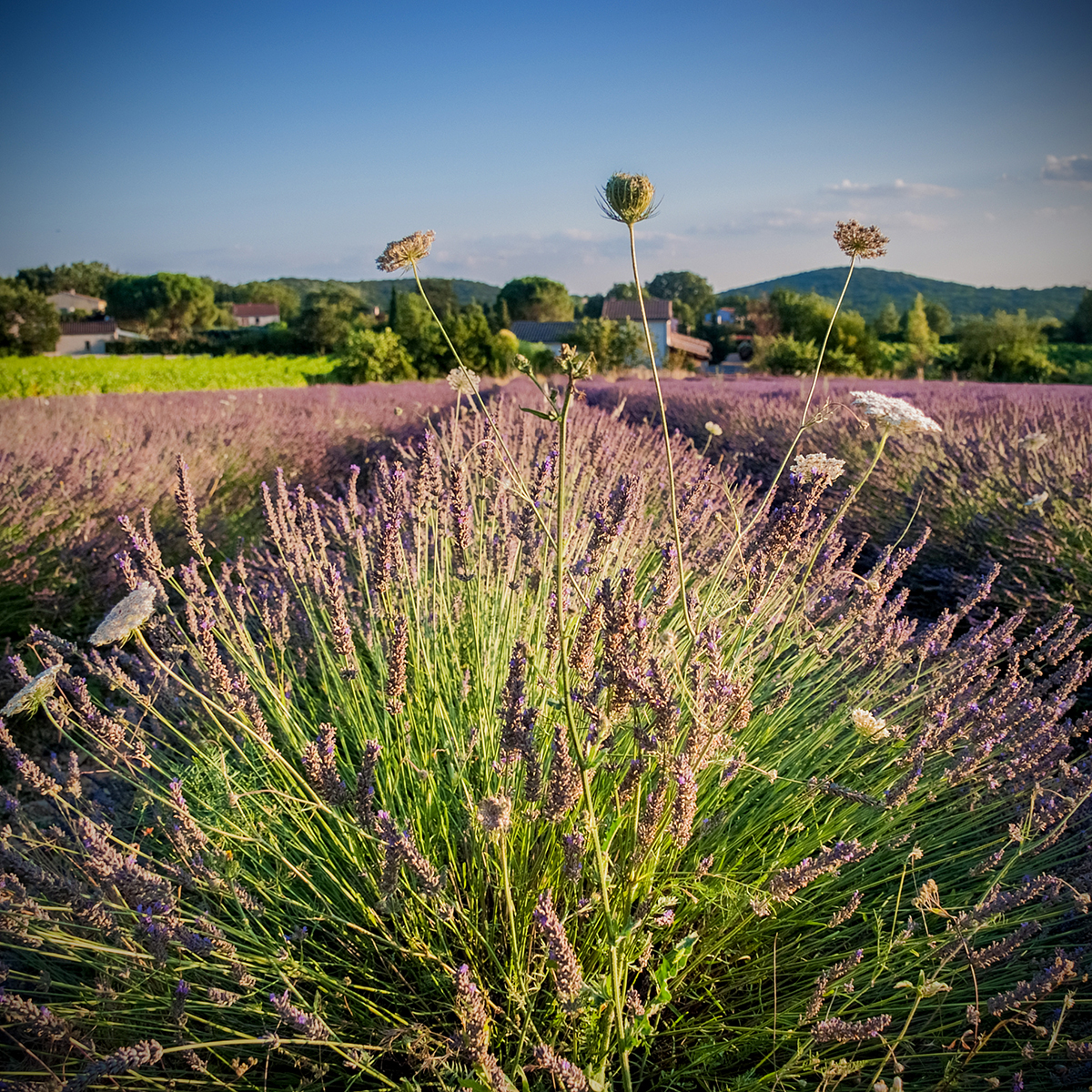 barjac 26 Photography Dreams | nature photographs - Barjac - Gard