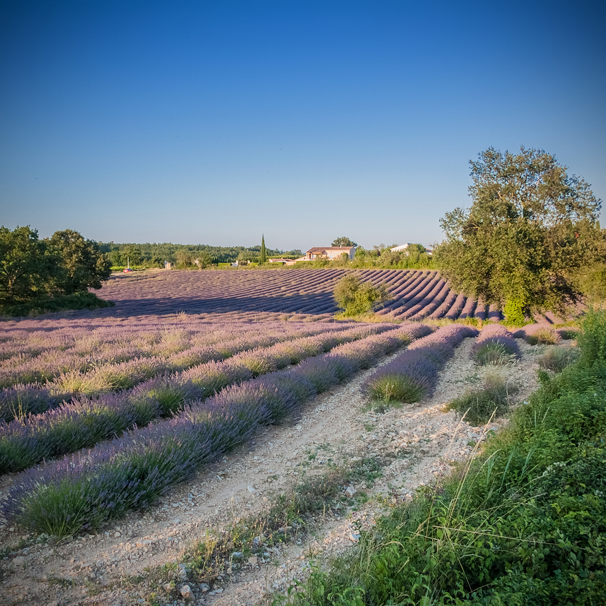 barjac 28 Photography Dreams | nature photographs - Barjac - Gard