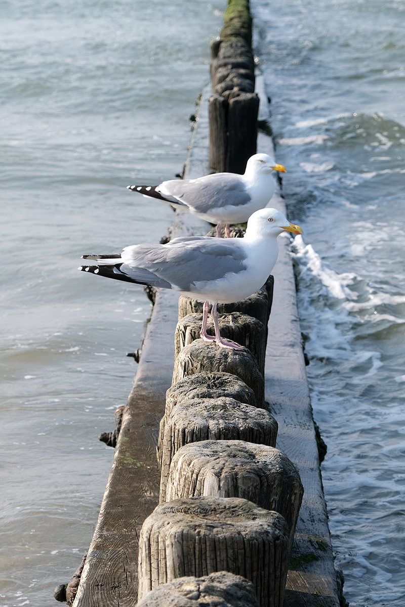 norderney 09a Photography Dreams | nature photographs - Norderney - Nordsee